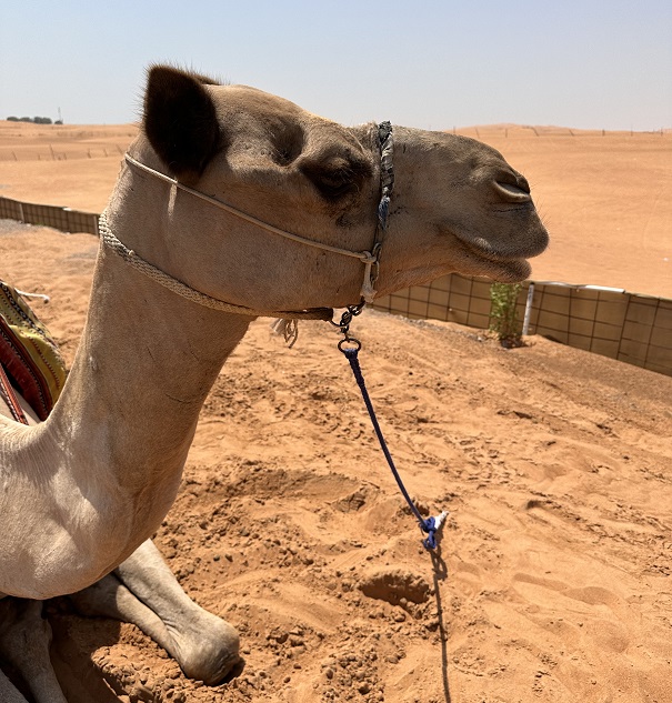 Kamele in Dubai's Wüste