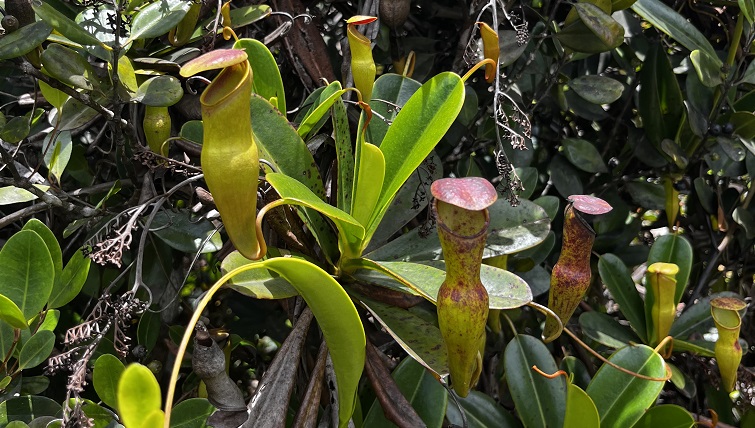 Die fleischfressende endemische Kannenpflanze (Pitcher Plant) auf dem Copolia Trail