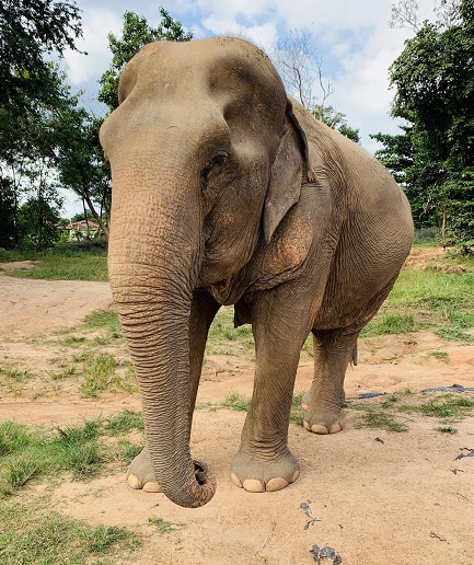 geretteter Elefant im Samui Elephant Sanctuary