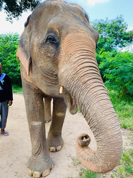 Elefant im Samui Elephant Sanctuary