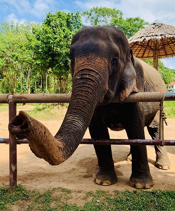 Elefant begrüßt dich in Thailand