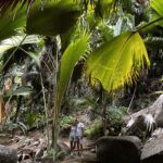 Praslin-Fond-Ferdinand-Park-Seychellen-Palme-Coco-de-Mer