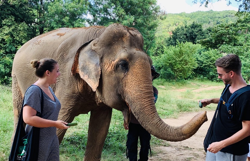 Elefanten füttern im Samui Elephant Sanctuary in Bo Phut, Thailand
