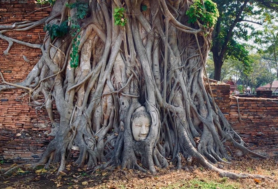 "Buddha wrapped in a tree", wie man gerne sagt: Das Wahrzeichen des Wat Mahathat in Ayutthaya ist der Buddha-Kopf zwischen den Baumwurzeln!
