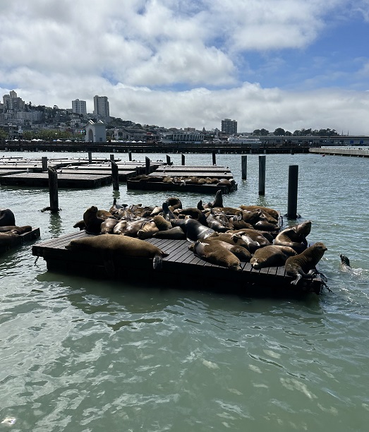 Seelöwen am Pier 39 in San Francisco