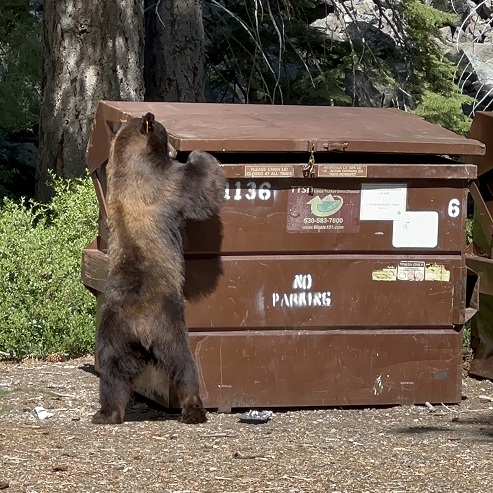Wir haben in der Emerald Bay am Lake Tahoe einen Bären getroffen: Hier plündert der Bär eine Mülltonne auf der Suche nach Essen.