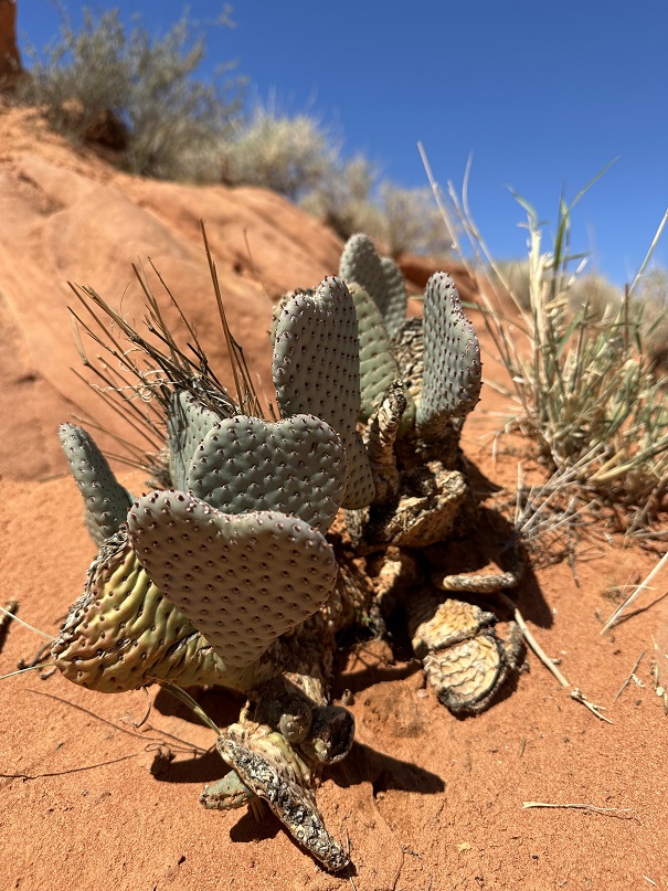 Kaktus in Herz-Form im Valley of Fire, Nevada, USA