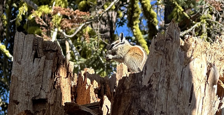 Streifenhörnchen im Yosemite Nationalpark beim Essen auf einem toten Baumstumpf