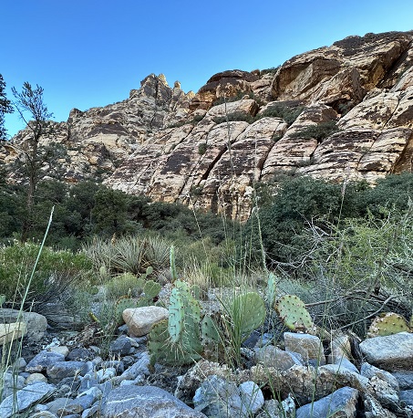 Red Rock Canyon State Park: Kakteen und riesige Felsen