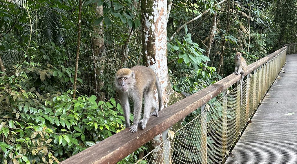 Wanderung zum Treetop Walk in Singapur: immer wieder stößt man hier auch auf Affen