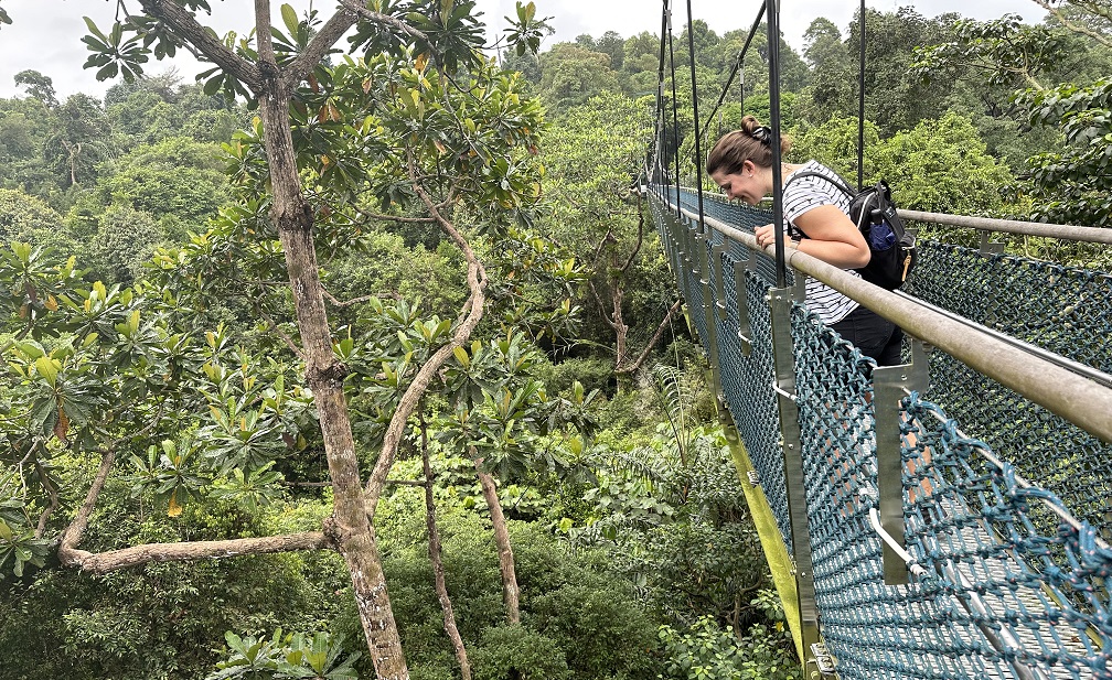 Blick von der Hängebrücke auf dem TreeTop Walk in Singapur: Üppiger grüner Urwald rundherum