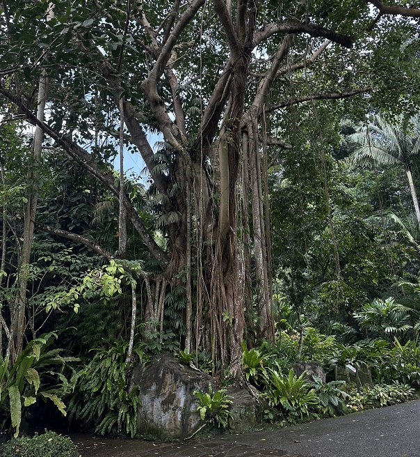 berühmter alter Baum im Botanischen Garten Singapur