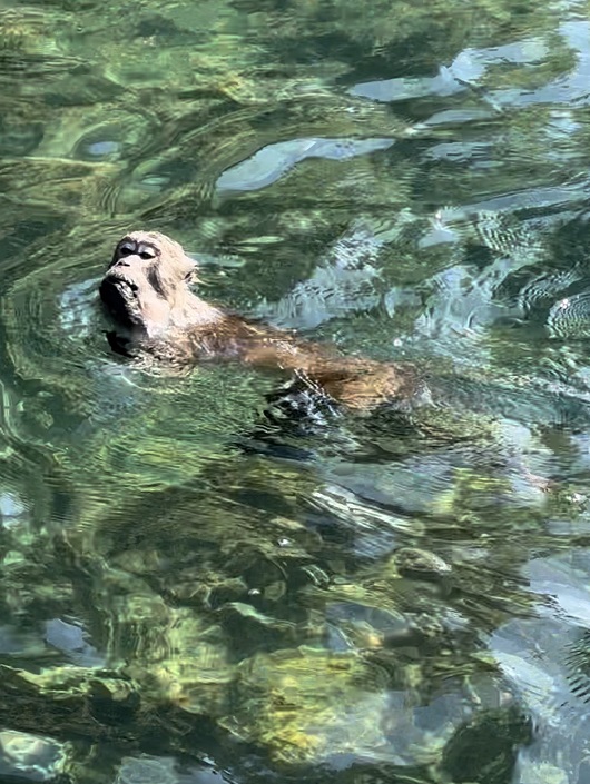 Schwimmende Affen in Krabi, Thailand auf "Monkey Island"