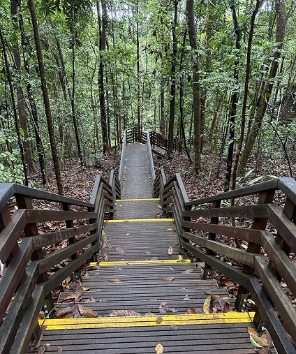 Treppen auf dem Weg zum TreeTop Walk im MacRitchie Reservoir Park in Singapur