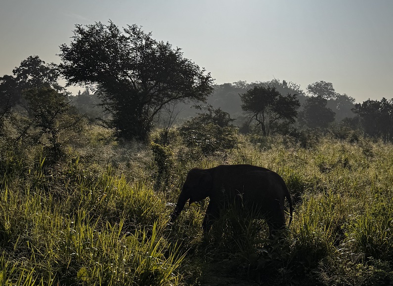 Elefanten Safari im Hurulu Eco Park im Morgengrauen
