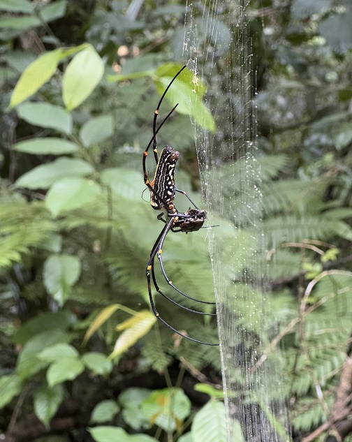 große Spinne beim Festmahl