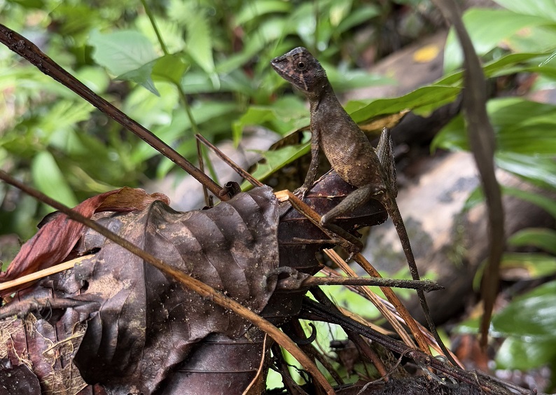 Känguru Eidechse im Sinharaja Regenwald in Sri Lanka