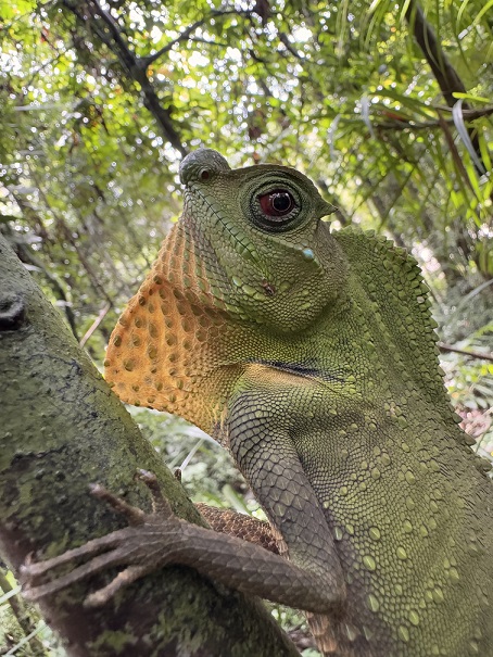 Grün-gelbe Lyrakopfagame im Sinharaja Regenwald in Sri Lanka, nicht zu verwechseln mit einem Chamäleon! Rainforest