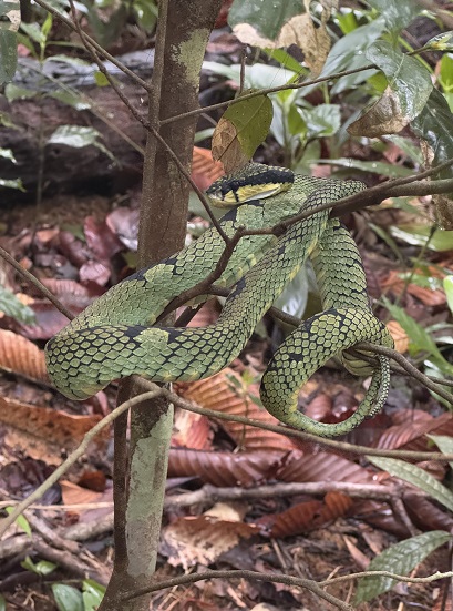 Ceylon-Lanzenotter auf einem Baum im Sinharaja Regenwald in Sri Lanka