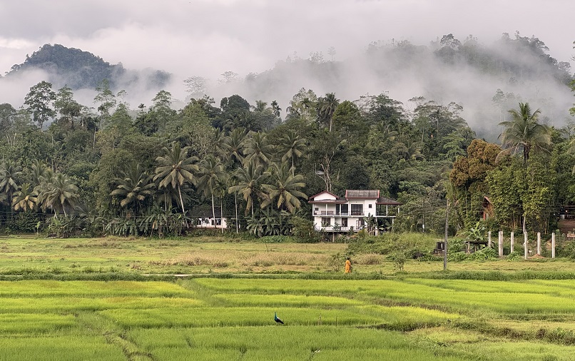 wunderschöner Blick über Reisfelder auf den Sinharaja Regenwald in Sri Lanka von unserer Unterkunft aus, dem Rainforest Nest