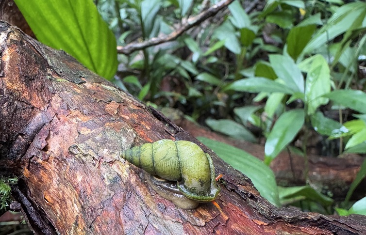 eine hübsche grüne Schnecke mit roten Fühlern auf rötlichem Holz im Sinharaja Regenwald in Sri Lanka