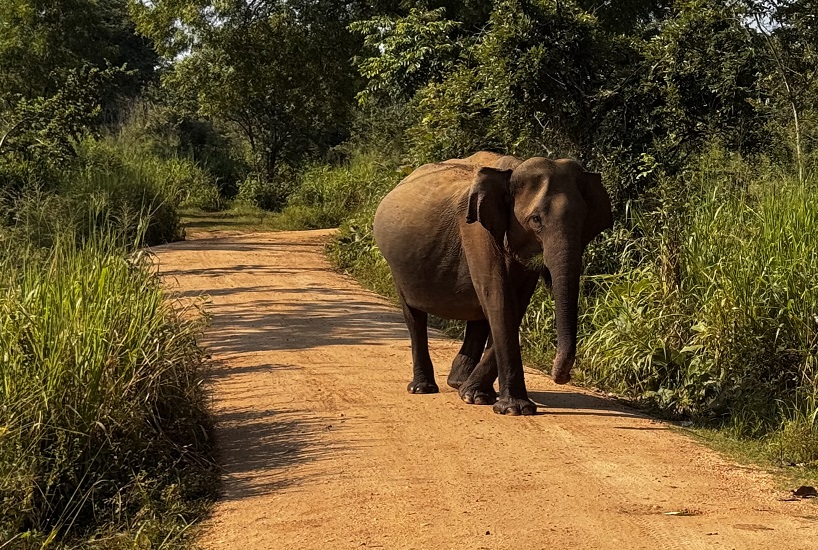 Elefanten Safari im Hurulu Eco Park in Sri lanka