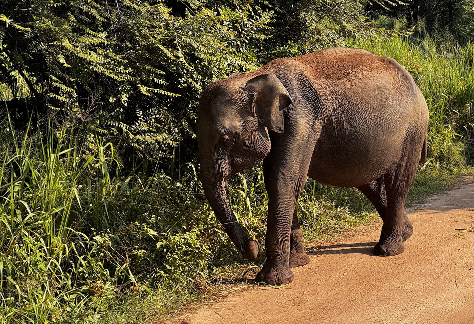 Elefant mitten auf dem Weg im Hurulu Eco Park