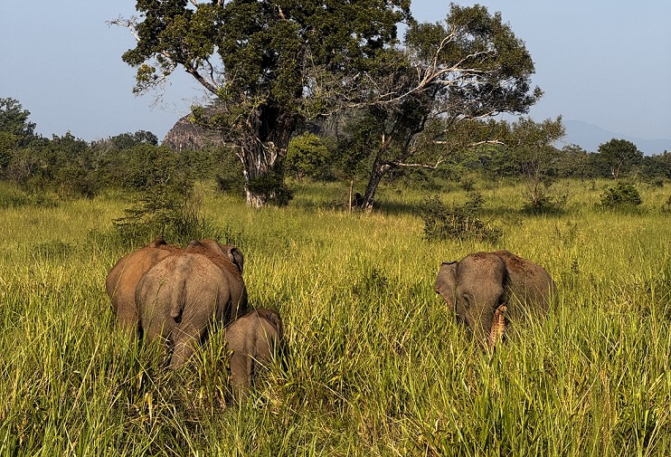 Elefanten im grünen Dickicht versteckt auf Safari im Hurulu Eco Park