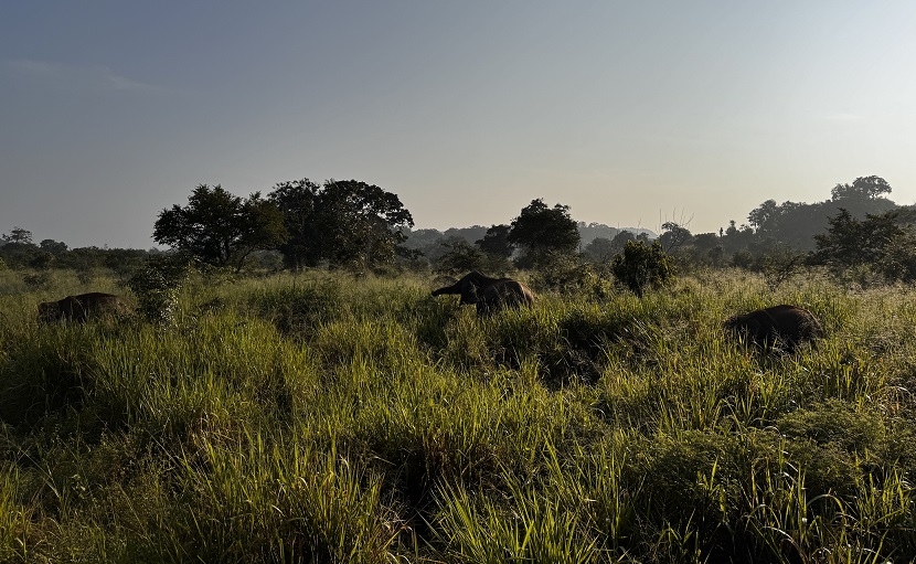 Elefanten Safari im Hurulu Eco Park im Morgengrauen in Sri Lanka