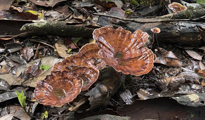 Auch am Boden gibt es einiges zu bewundern: riesige braune Pilze im Sinharaja Regenwald in Sri Lanka
