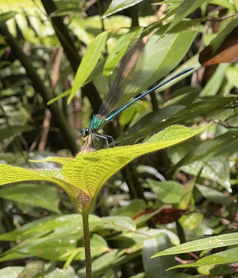 eine Libelle auf einem Blatt im Regenwald
