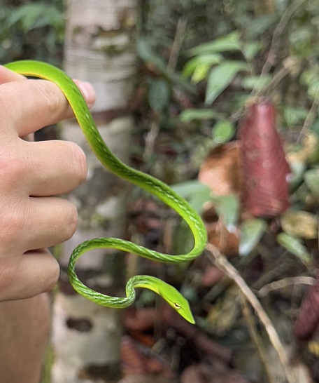 grüne dünne Schlange im Sinharaja Regenwald in Sri Lanka