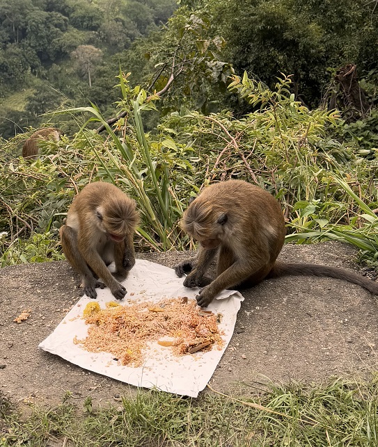 Ceylon-Hutaffen machen sich in Ella, Sri Lanka über eine Portion Reis am Straßenrand her