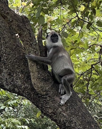 Weißbartlangur in den Bäumen von Ella, Sri Lanka